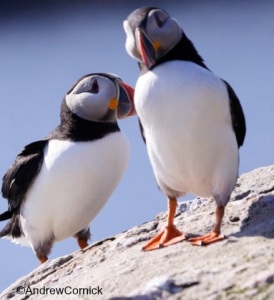 puffin-image